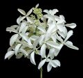 Hortensja Bukietowa 'Le Vasterival'