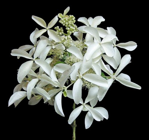 Rispenhortensie LE VASTERIVAL