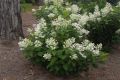 Hortensja Bukietowa 'Le Vasterival'