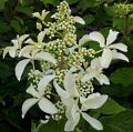 Hortensja Bukietowa 'Le Vasterival'