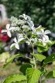 Hortensja Bukietowa 'Le Vasterival'