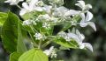 Hortensja Bukietowa 'Le Vasterival'