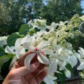 Hortensja Bukietowa 'Le Vasterival'
