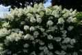 Hortensja Bukietowa 'Le Vasterival'