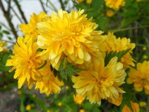 Japanischen Goldregens PENIFLORA