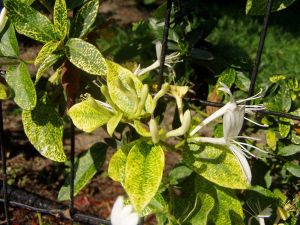Japanischer Geißblatt AUREORETICULATA