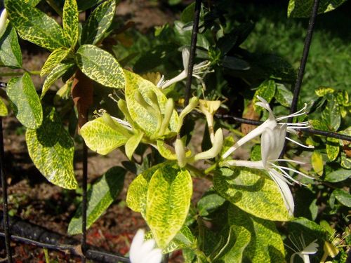 Japanischer Geißblatt AUREORETICULATA