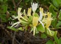 Wiciokrzew Japoński 'Aureoreticulata'
