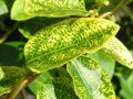 Wiciokrzew Japoński 'Aureoreticulata'