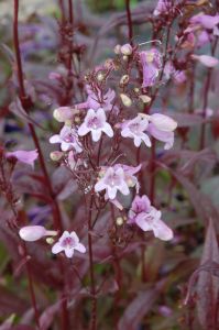 Fingerhut Penstemon 'Pocahontas'