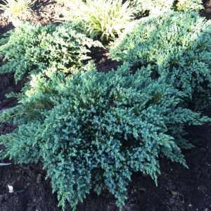 Scheinwacholder „Little Joanna” – Stammform