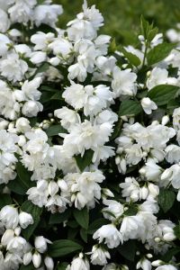 Falscher Jasmin SNOWBELLE