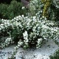 Jaśminowiec 'Snowbelle'