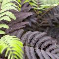 Albicja jedwabista 'Summer Chocolate'