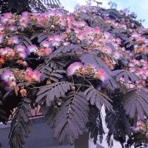 Seidenbaum 'Summer Chocolate'
