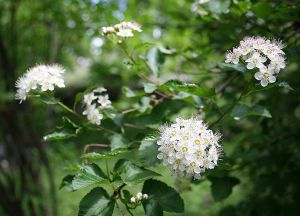 Blasenspiere „Kalmia-Blatt”