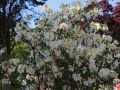 Azalia ‘Oxydol’