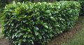Laurowiśnia Wschodnia 'Rotundifolia'