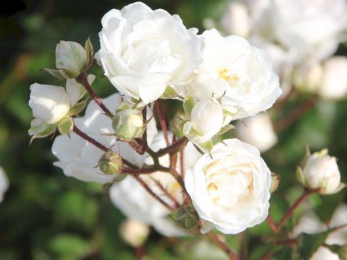 Bodendeckerrose  ALBA MEIDILAND