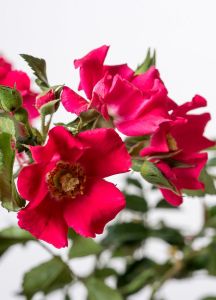 Bodendeckerrose Sommerrot