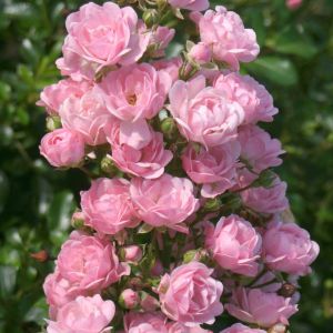 Bodendeckerrose rosa in einem Topf