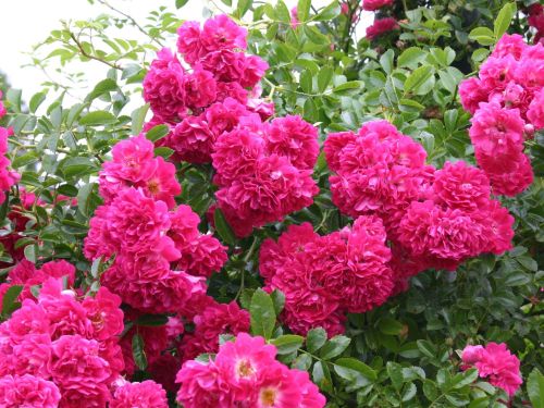 Kletterrose „Excentryczna