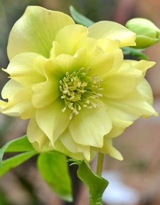 Christrose DOUBLE ELLEN GREEN