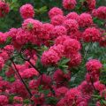 Azalia wielkokwiatowa HOMEBUSH