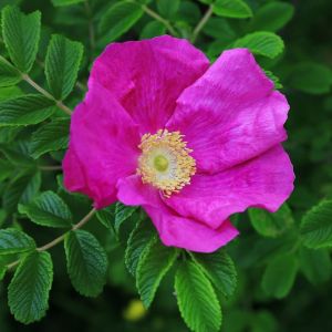 Runzelrose Rosa Essbar