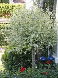 Purpur Weide NANA auf Stamm