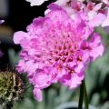 Driakiew ‘Flutter Rose Pink’