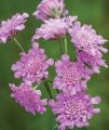 Driakiew ‘Flutter Rose Pink’