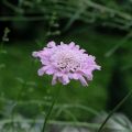 Driakiew ‘Flutter Rose Pink’