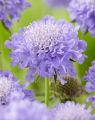 Driakiew 'Mariposa Blue'