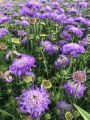 Driakiew 'Mariposa Blue'
