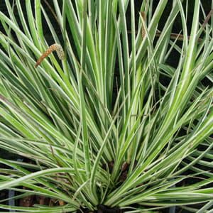 Sumpf-Schilf  ARGENTEOSTRIATUS