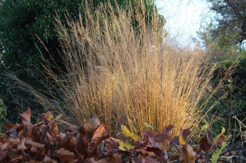 Blauschwingel 'Heidebraut'