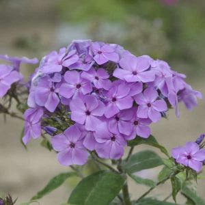 Flammenblume PURPLE EYE