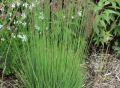 Molinia modra 'Moorhexe'