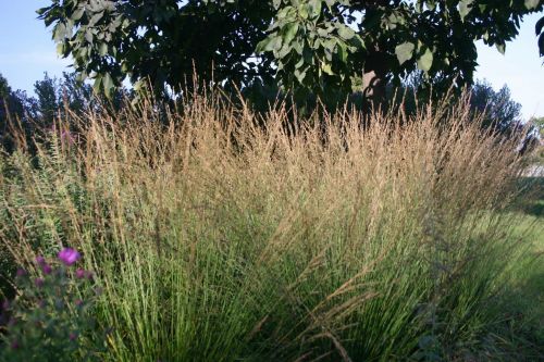Blauschwingel 'Moorhexe'