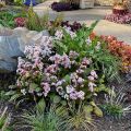 Bergenia DRAGONFLY ANGEL KISS