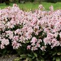 Bergenia DRAGONFLY ANGEL KISS