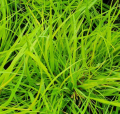 Rozplenica japońska 'Hameln Gold'