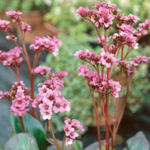 Bergenie PINK DRAGONELY