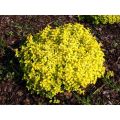 Tawuła japońska 'Golden Carpet'