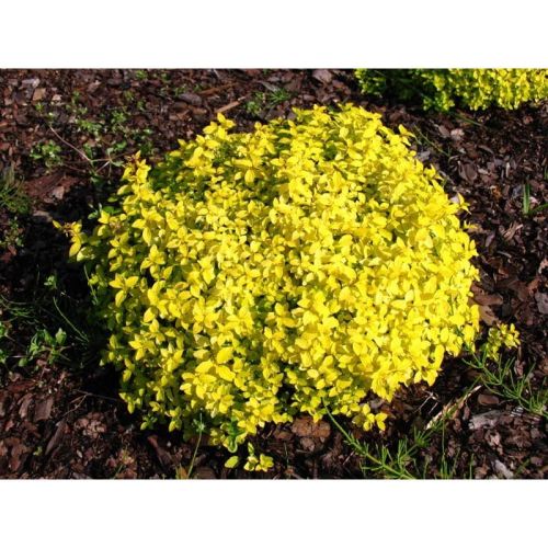 Japanische Spiere 'Golden Carpet'