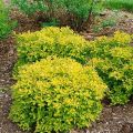Tawuła japońska 'Golden Carpet'
