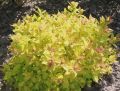 Tawuła japońska 'Golden Carpet'