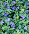 Barwinek 'Mid Blue'