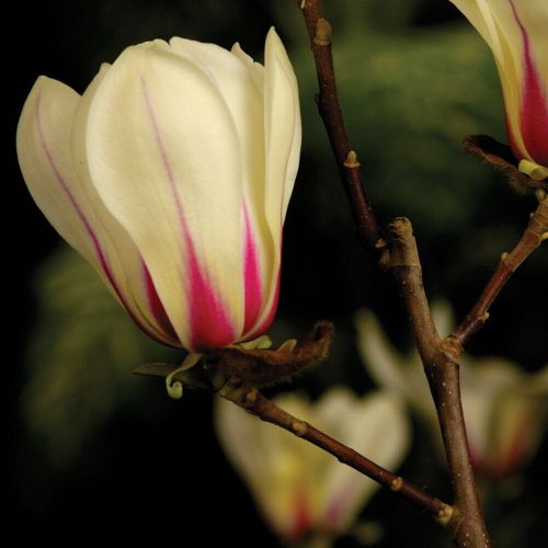 Magnolie SUNRISE